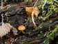 Fenyves sisakgomba (Galerina marginata), Kisoroszi